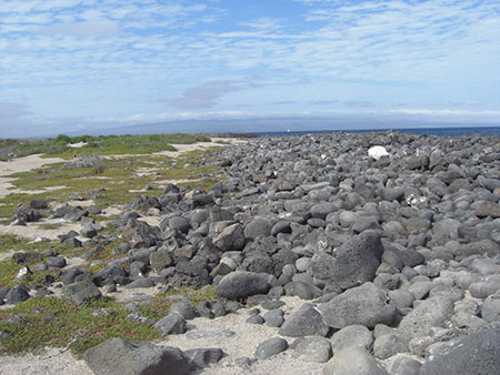 île North Seymour des Galapagos