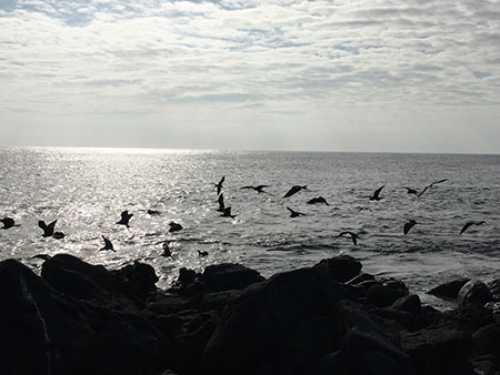 île San Cristobal, côte des Galapagos