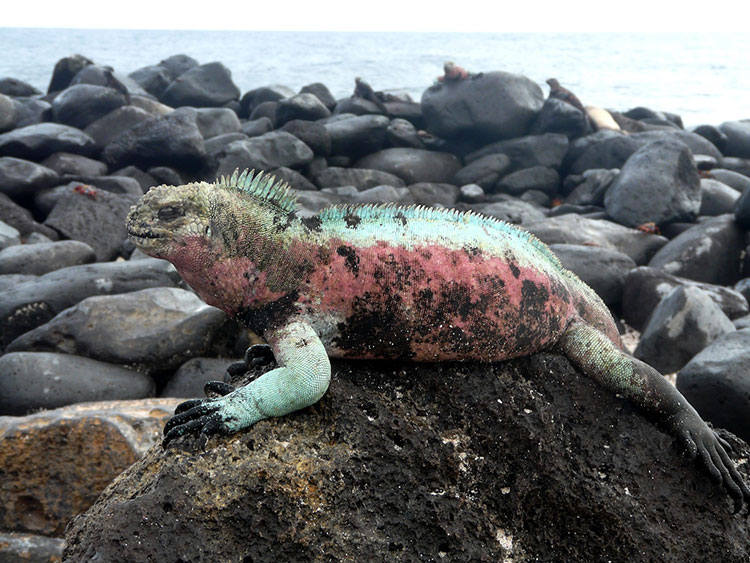 île Santa Cruz, archipel des Galapagos