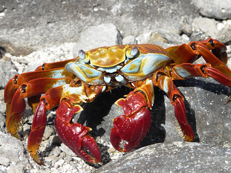 île Santiago, crabe des Galapagos