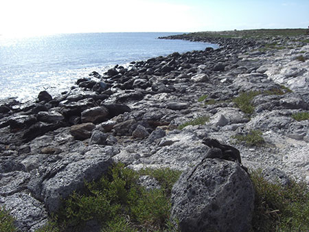 île South Plaza, côte des Galapagos