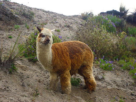 Andes d'Équateur, alpaga