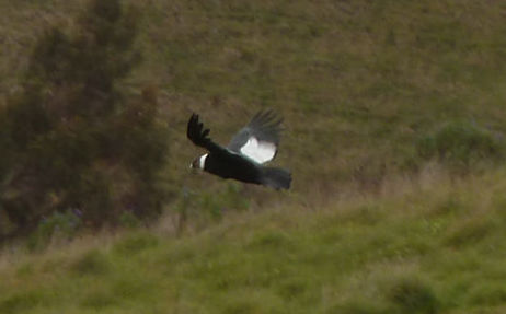 Andes d'Équateur, condor