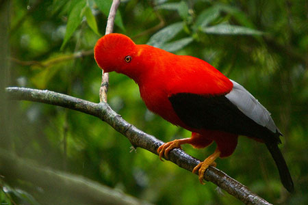 Andes d'Équateur, coq de roche