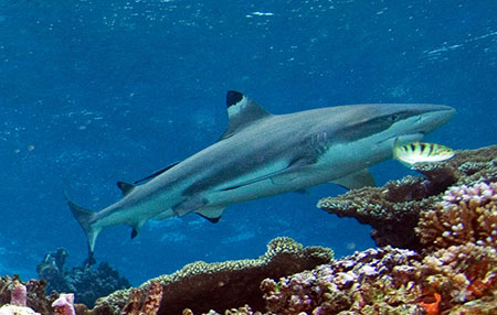 Daphne Minor, plongée aux îles Galapagos