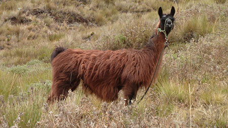 Andes d'Équateur, lama