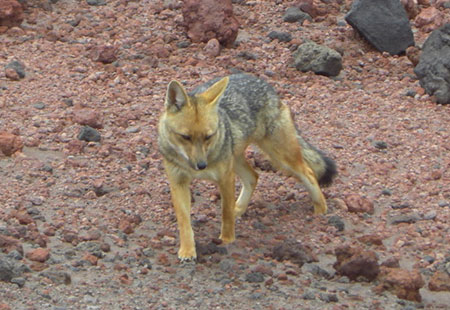 Andes d'Équateur, renard