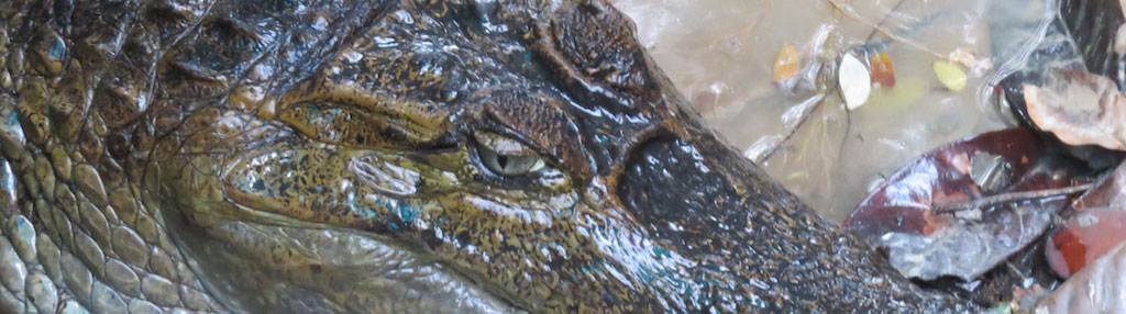 Amazonie d'Équateur: faune aquatique