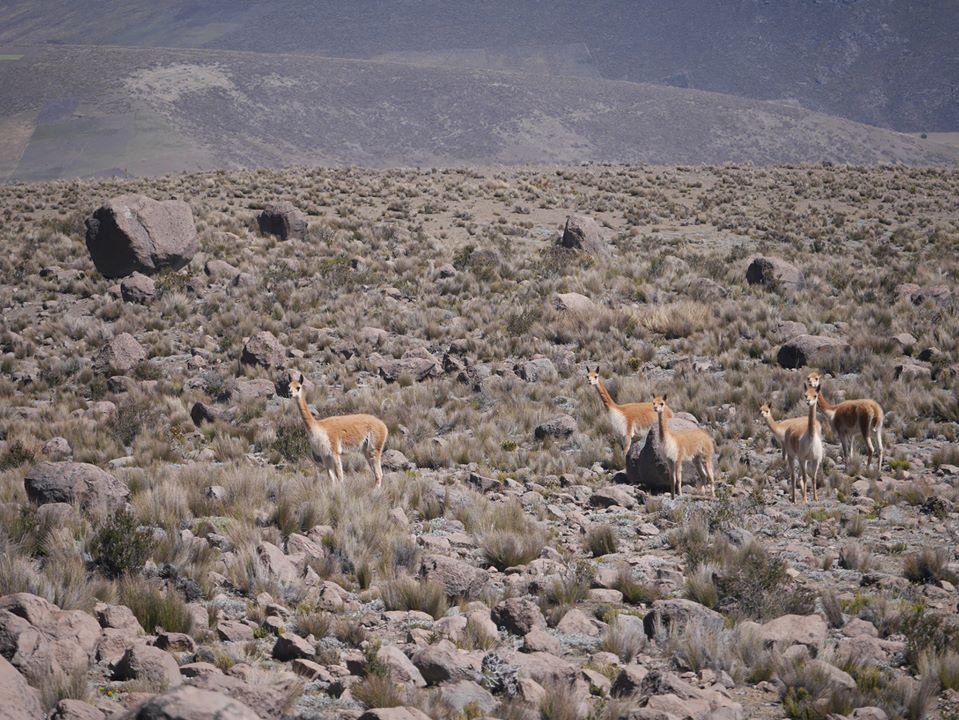 Trekking des Vigognes en Equateur: Chimborazo