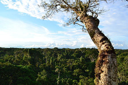 Parc Yasuni, Amazonie d'Équateur