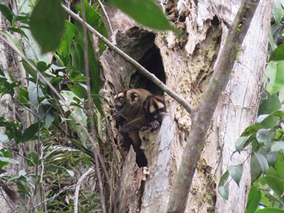 Amazonie d'Equateur: singe douroucouli