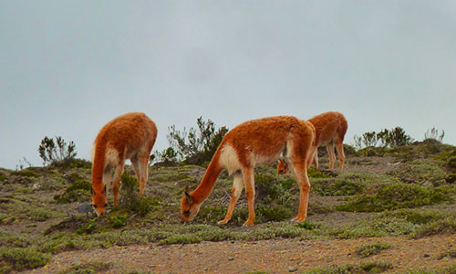 Andes d'Equateur, nature et volcans - Chimborazo
