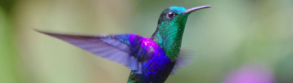 Andes d'Équateur, oiseaux