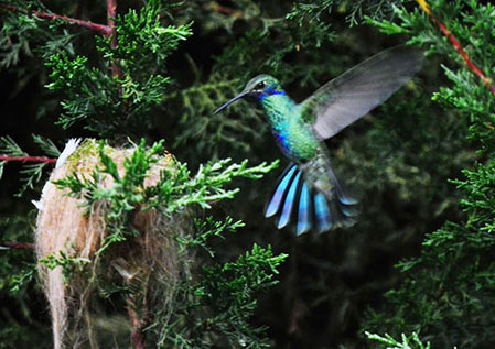 Andes d'Équateur, colibri