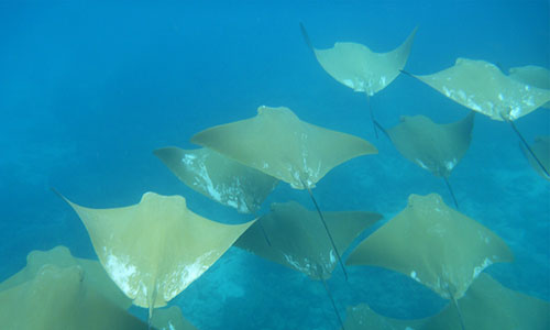 île Daphne Menor, plongée aux îles Galapagos