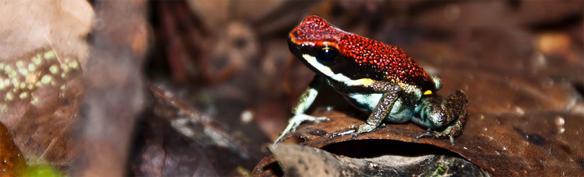 Amazonie d'Équateur: faune terrestre