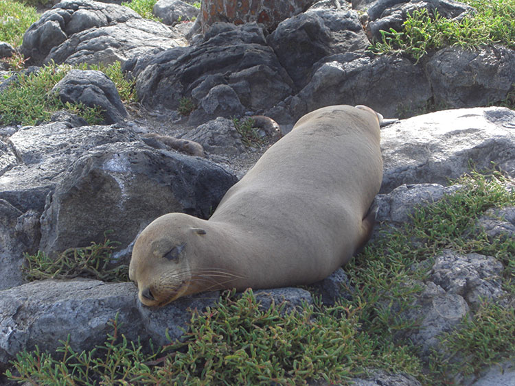 île Fernandina, otarie des Galapagos