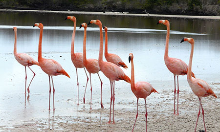 île Floreana, flamant rose des Galapagos