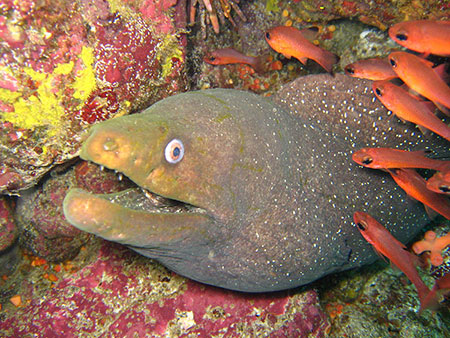 Plonger sur l'île Floreana aux Galapagos