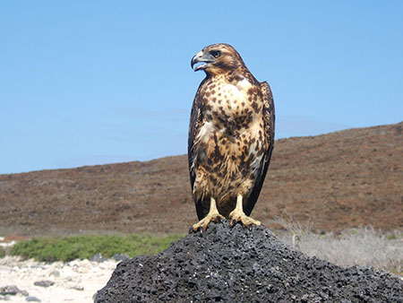 îles Galapagos: aigle des Galapagos