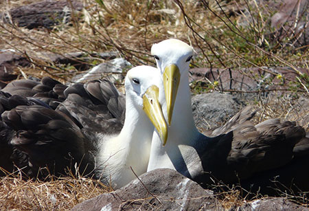 îles Galapagos: albatros