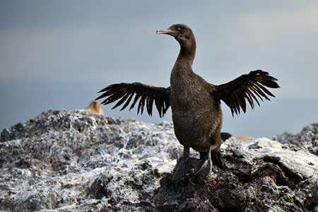 îles Galapagos: cormoran
