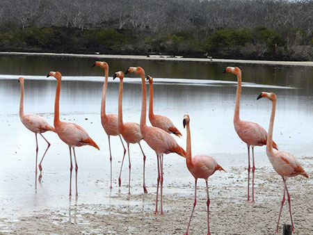 îles Galapagos: flamant rose