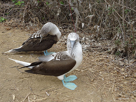 îles Galapagos: fou à pattes bleues