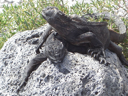 îles Galapagos: iguane marin