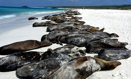 Archipel des Galapagos: île Española
