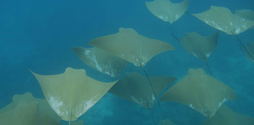 Archipel des Galapagos: île Pinzon