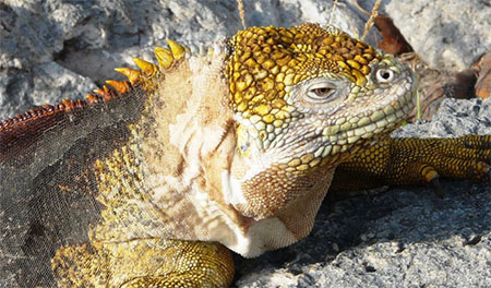 Archipel des Galapagos: île South Plazas