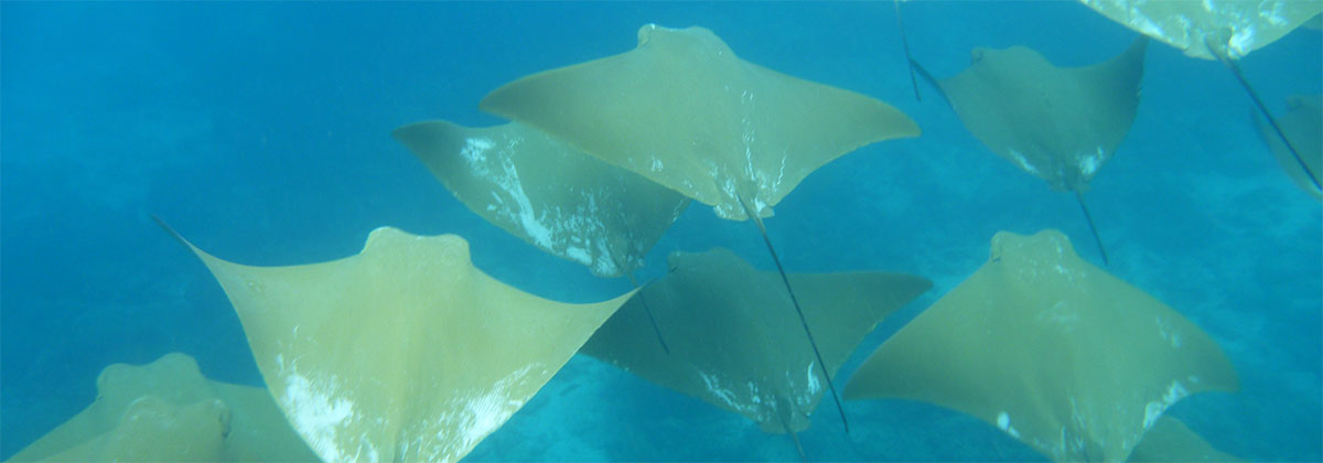 îles Galapagos: faune marine