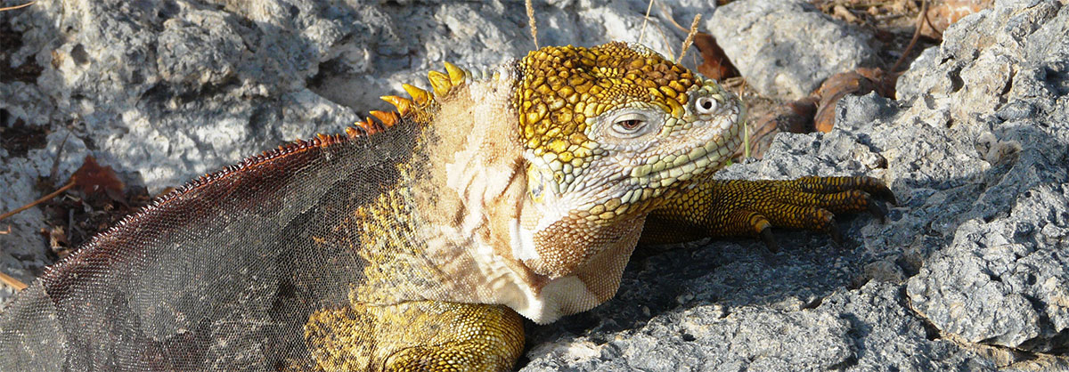 îles Galapagos: faune terrestre