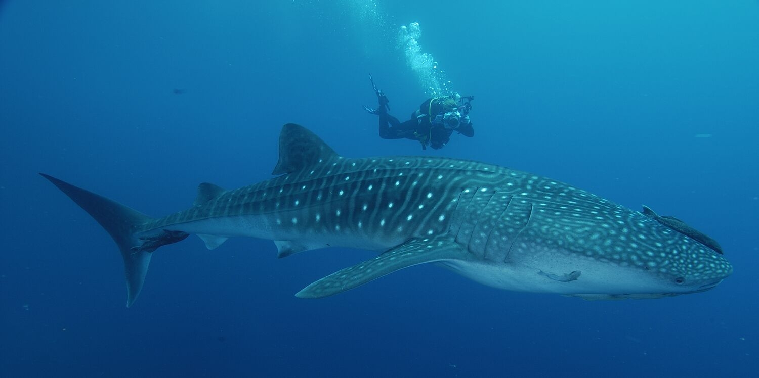 îles Galapagos: requin baleine
