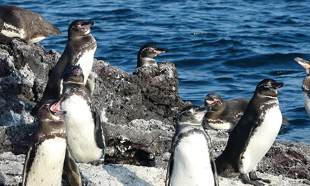 îles Galapagos: manchot des Galapagos