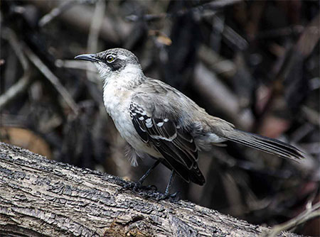 îles Galapagos: moqueur des Galapagos