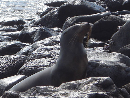 îles Galapagos: otarie des Galapagos