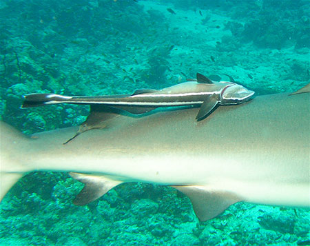 Beagle Rocks, plongée aux îles Galapagos