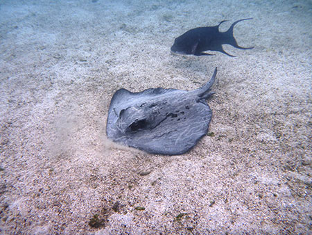 Cap Douglas, plongée aux îles Galapagos