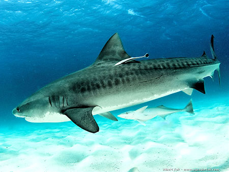 Cap Marshall, plongée aux îles Galapagos
