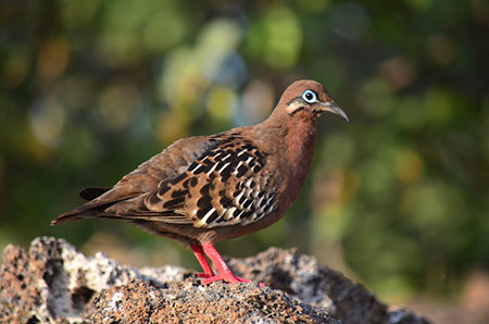 îles Galapagos: tourterelle des Galapagos