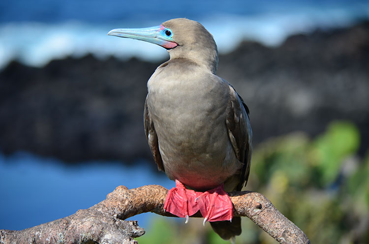 île Genovesa, fou à pattes rouges Galapagos