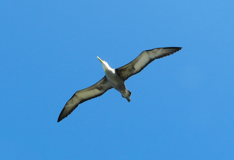 île Genovesa, mouette des Galapagos