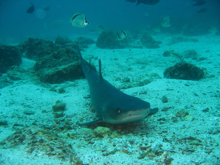 Gordon's Rock, plongée aux îles Galapagos