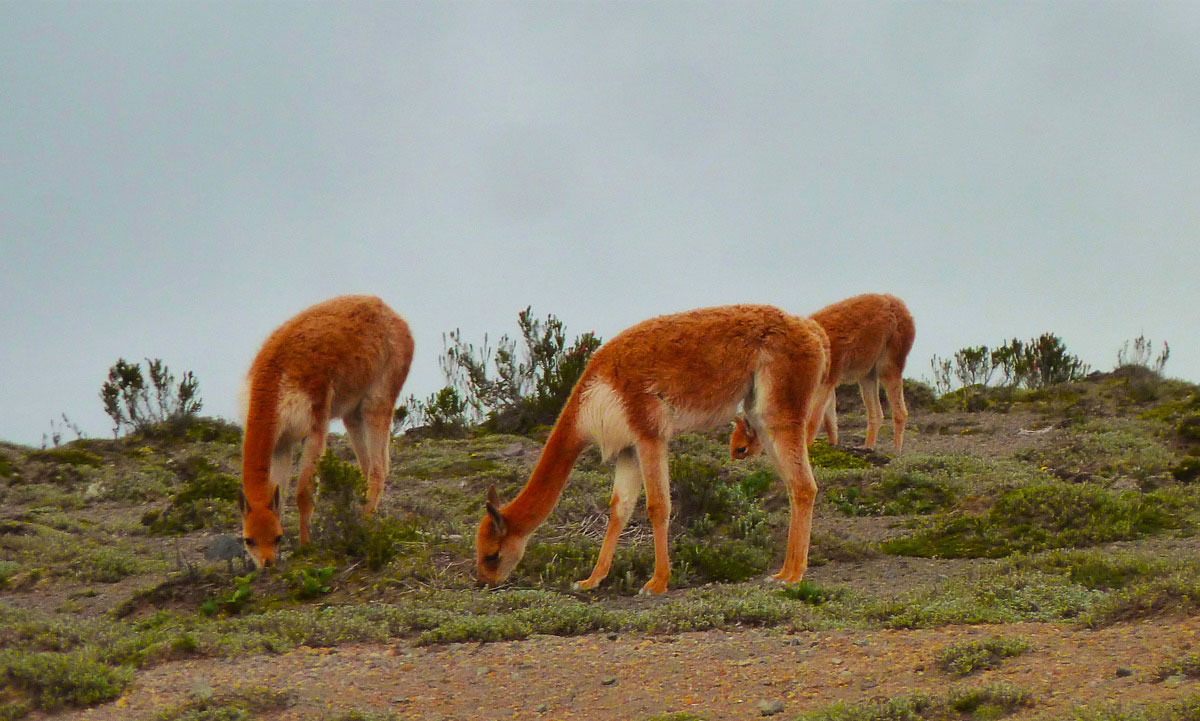 Réserve Chimborazo, Andes d'Equateur