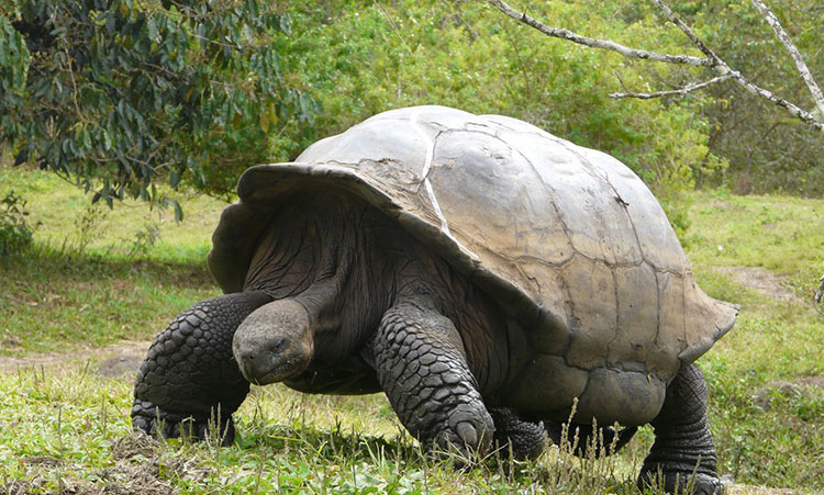 île San Cristobal, tortue terrestre des Galapagos