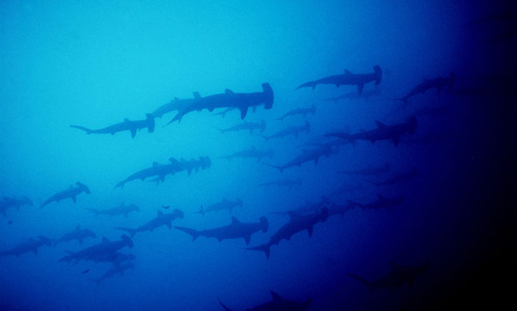 île Santa Cruz, requins des Galapagos