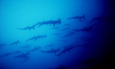 île Wolf lors de votre croisière plongée aux Galapagos