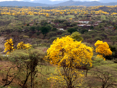 Floraison des Guayacanes en Équateur